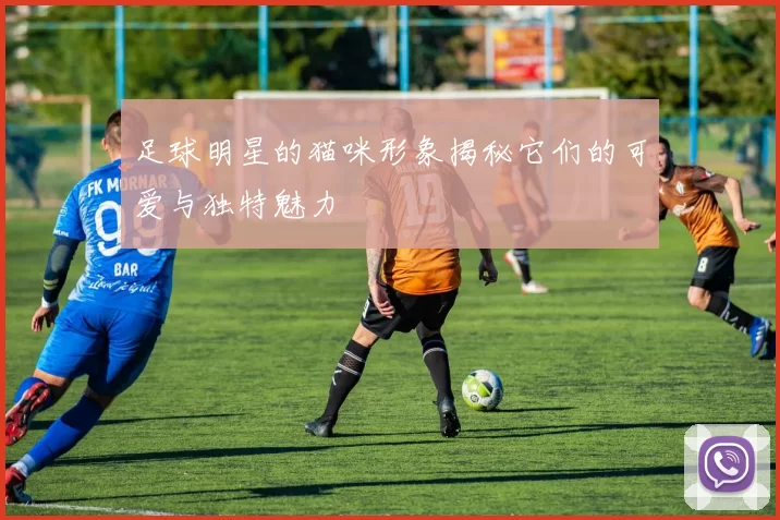 足球明星的猫咪形象揭秘它们的可爱与独特魅力
